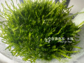 ADA  珍珠莫絲Callicostella prabhaktina IC802